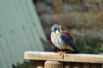 Buntfalke
