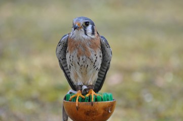 Buntfalke