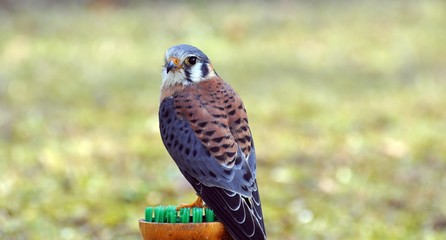 Buntfalke