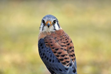 Buntfalke