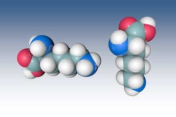 Space-filling molecular model of l-lysine. Atoms are represented as spheres with conventional color coding: carbon (grey), oxygen (red), nitrogen (light blue), hydrogen (white). 3d illustration