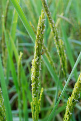 Close up of green paddy rice plant,Green rice and its flowers