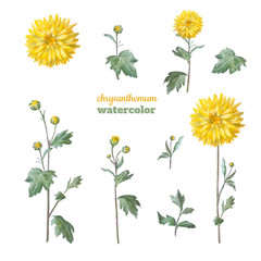 Yellow chrysanthemum with leaves. Set of floral elements for design.