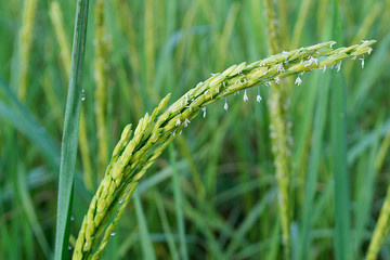 Close up of green paddy rice plant,Green rice and its flowers