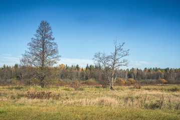 Field and forest in autumn colors.