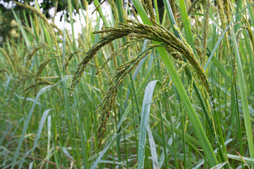 Close up of green paddy rice plant,Green rice and its flowers