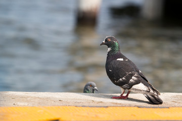 Pigeon Stand At the waterfront