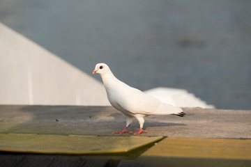 White pigeon, Stand At the waterfront Symbolic concepts of peace
