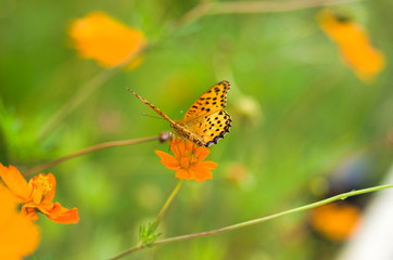 蝶 butterfly