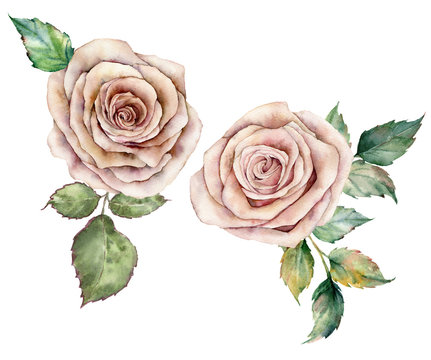 Watercolor pink roses and leaves card. Hand painted floral composition with flowers and leaves isolated on white background. Botanical vintage illustration for design, print or background.