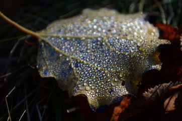 Background group autumn orange leaves. Outdoor.