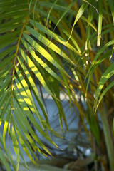 palm leaves