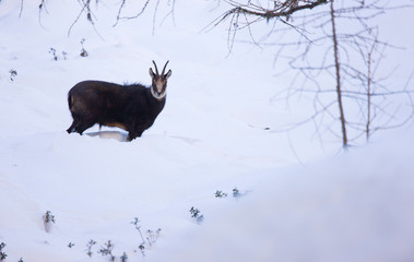 REBECO, CHAMOIS, WILD GOAT, Rupicapra rupicapra