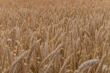 Wheat ears close-up, background, texture