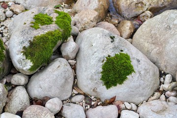 White stones with a moss on a river