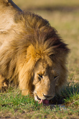 Portrait of a big male lion (Panthera leo) drinking, Maasai Mara National Reserve, Kenya, Africa.