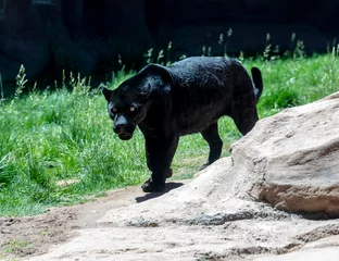 Tuinposter black jaguar or panther © markrhiggins