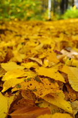 Background group autumn orange leaves. Outdoor.