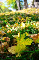 Background group autumn orange leaves. Outdoor.