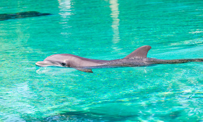 gorgeous bottle nosed dolphin