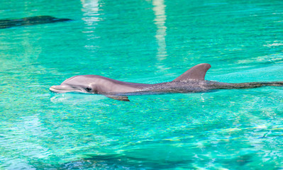 gorgeous bottle nosed dolphin