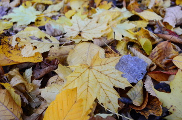 Background group autumn orange leaves. Outdoor.