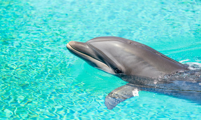Naklejka premium gorgeous bottle nosed dolphin