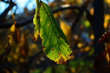 Background group autumn orange leaves. Outdoor.