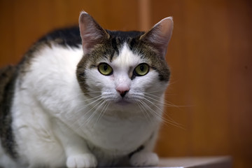 beautiful European shorthair cat lies