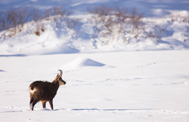 REBECO, CHAMOIS, SARRIO, Rupicapra rupicapra