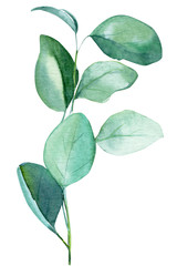 eucalyptus leaves on a white background, watercolor illustration