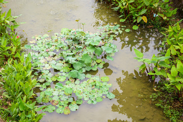 Obraz na płótnie Canvas water lily or lotus flower in the garden pond