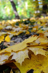 Background group autumn orange leaves. Outdoor.