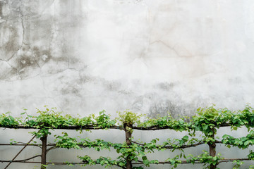 Green hedge or bushes on a gray concrete wall. The concept of nature in the metropolis. Copy Space. 