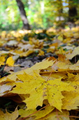 Background group autumn orange leaves. Outdoor.