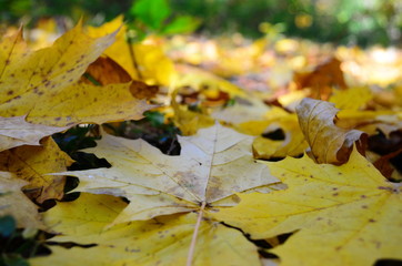 Background group autumn orange leaves. Outdoor.