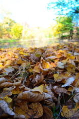 Background group autumn orange leaves. Outdoor.