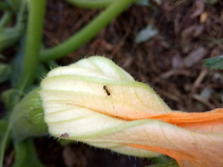 caterpillar on a leaf