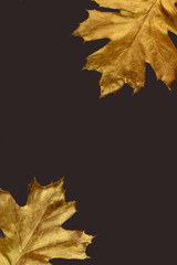 Golden dry oak leaf. Autumn composition. Decorative background.