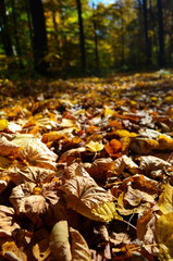 Background group autumn orange leaves. Outdoor.