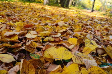 Background group autumn orange leaves. Outdoor.