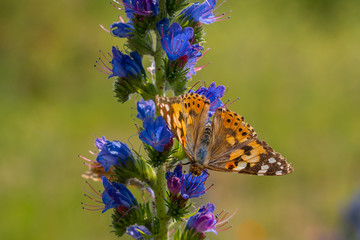 Brown butterfly on a purple flower