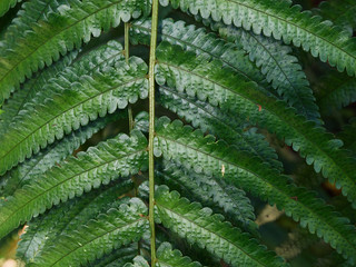 Beautiful ferns leaves close up, green foliage natural floral fern abstract background