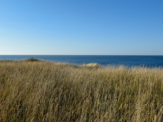 landscape with sea shore. in the foreground a seaside meadow with a blue sea in the background