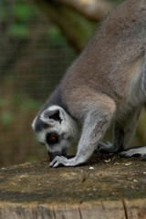Lemur