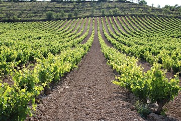 Beautiful panorama of green long rows of vineyard in Basque country
