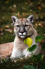 Fototapeten Porträt des schönen Puma im herbstlichen Wald. Amerikanischer Puma - Berglöwe, markante Pose, Szene im Wald, Wildtiere Amerika © Baranov