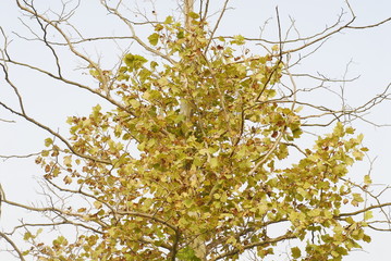 A maple is falling leaves in in early autumn