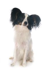 papillon dog in studio