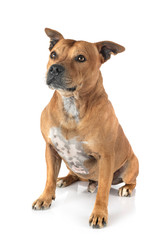 staffordshire bull terrier